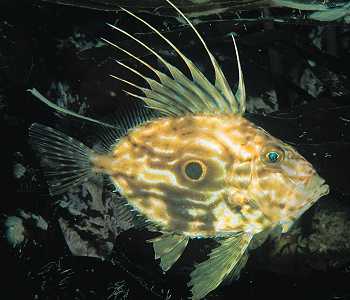 a John Dory